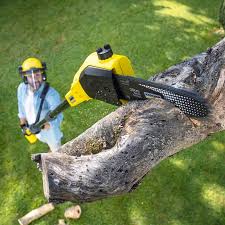 Best Tree Disease Treatment  in Burr Ridge, IL