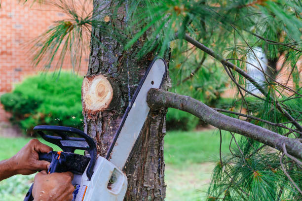 Best Arborist Consultation Services  in Burr Ridge, IL